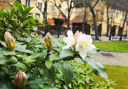 Rhododendron u vchodu 