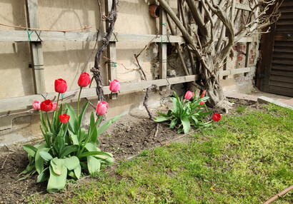 Tulipány, Velká Pálffyovská zahrada