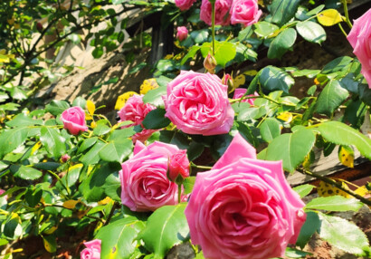 Růže, Malá Fürstenberská zahrada