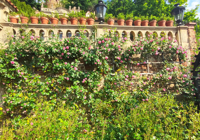 Růže na treláži, Malá Fürstenberská zahrada