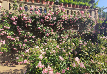 Růže v Malé Fürstenberské zahradě