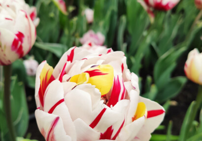 Tulipány, Ledeburská zahrada