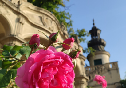 Růže v Malé Fürstenberské zahradě