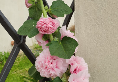 Slezová růže v Ledeburské zahradě