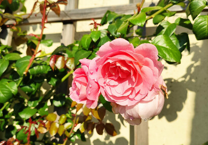 Květy růže, Ledeburská zahrada
