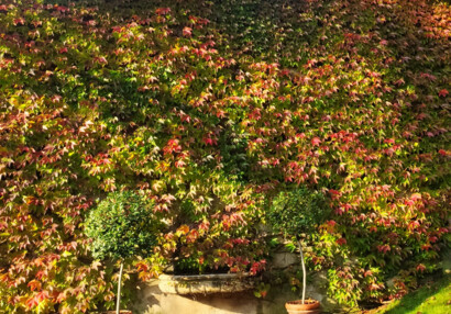 Podzimní barvy přísavníku, Kolovratská zahrada