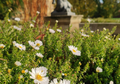Kvetoucí astry u Tritonka, Velká Palffyovská zahrada